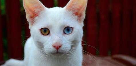Heterochromia in Cats: Odd.